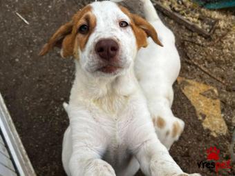 Ράτσα: Άγνωστο - Ημίαιμο | Ηλικία: 4 μηνών | Φύλο: Αρσενικό | Αρ. Microchip: - | Ημίαιμο | Περιοχή: Νέα Σμύρνη, Αττική